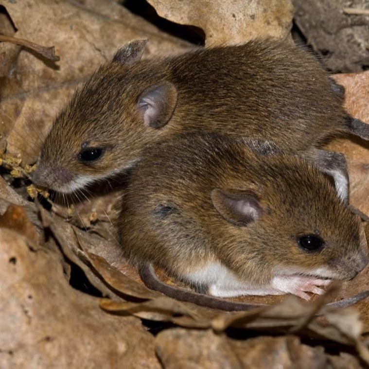 Уничтожения мышей в частном доме в Барановичах?